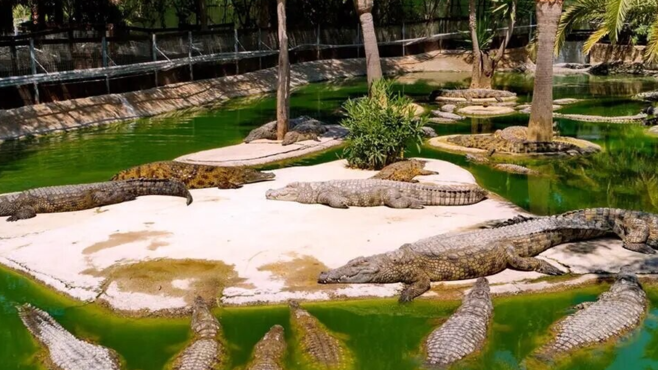 crocodile park torremolinos